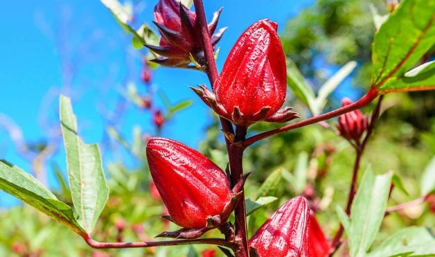 洛神花怎麼處理？從採收到保存的完整實用指南