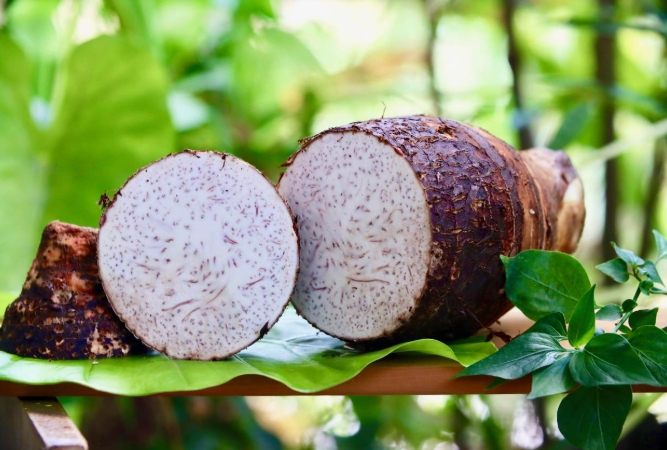 芋頭禁忌全攻略：避免健康風險的食用指南