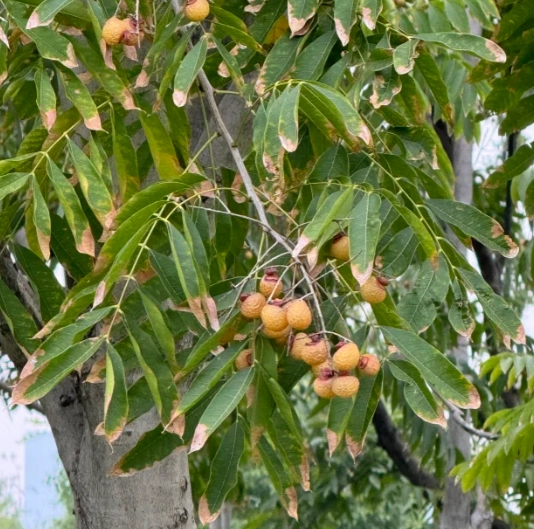 無患子缺點全解析：使用前必知的負面影響與替代方案