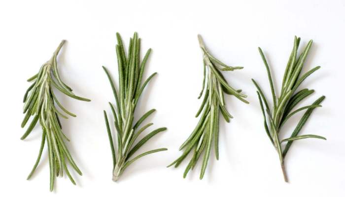 迷迭香功效禁忌