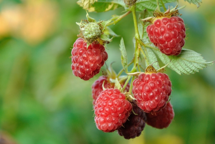 覆盆子怎麼吃？10種創意食譜與健康吃法完整指南