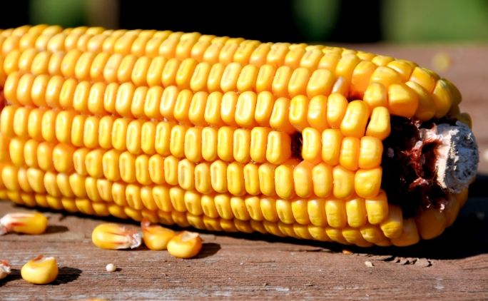 玉米消化時間全攻略：科學解析與實用建議，解決你的消化疑問