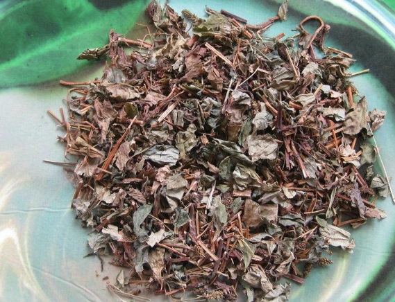 魚腥草曬乾完整指南：傳統智慧與現代技巧大公開