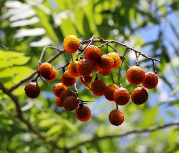 無患子洗臉功效全解析：天然潔膚的驚人好處與正確用法