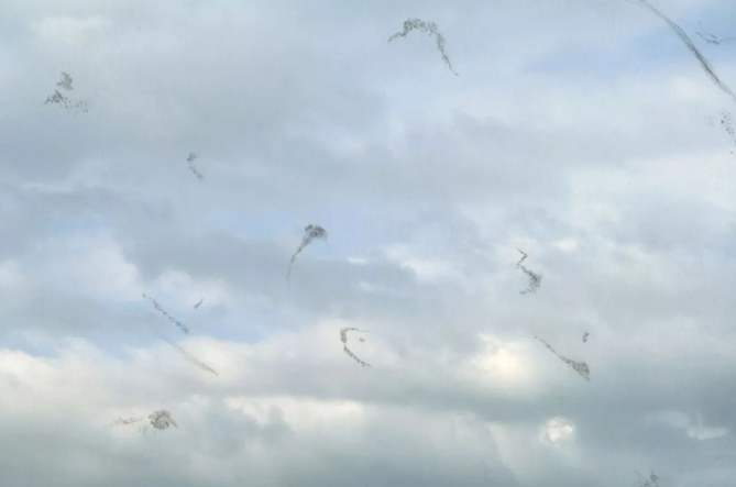 改善飛蚊症水果