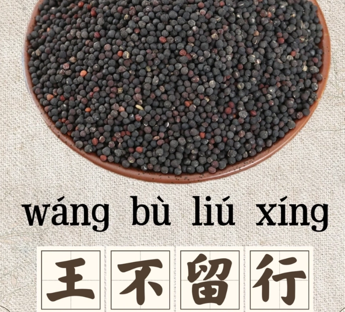 王不留行中藥