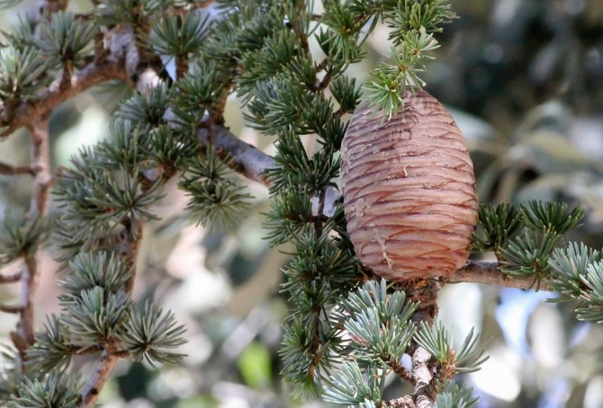 中國雪松全攻略：特性、種植與市場應用深度解析