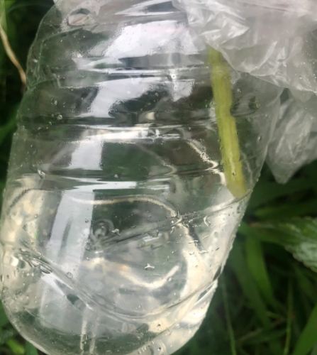 絲瓜水敷臉功效全解析：天然保濕舒緩亮白秘訣