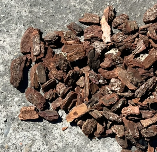 松樹皮抗氧化全攻略：功效、科學與實用指南