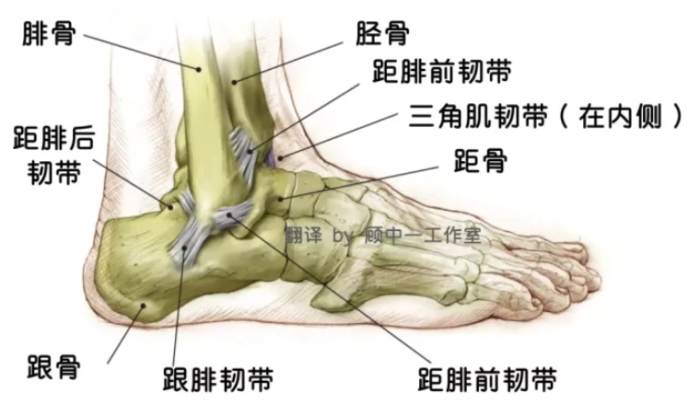腳踝韌帶斷裂多久會好