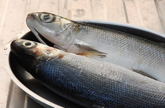 虱目魚香港叫什麼魚？完整解析名稱、購買與烹飪指南