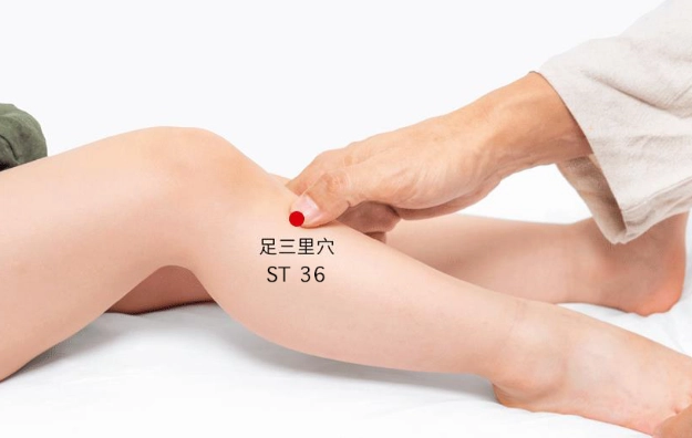 足三里經絡全攻略：位置、功效與按摩手法一次掌握