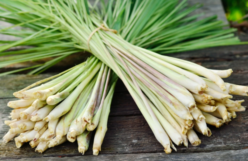 香茅驅蚊有效嗎