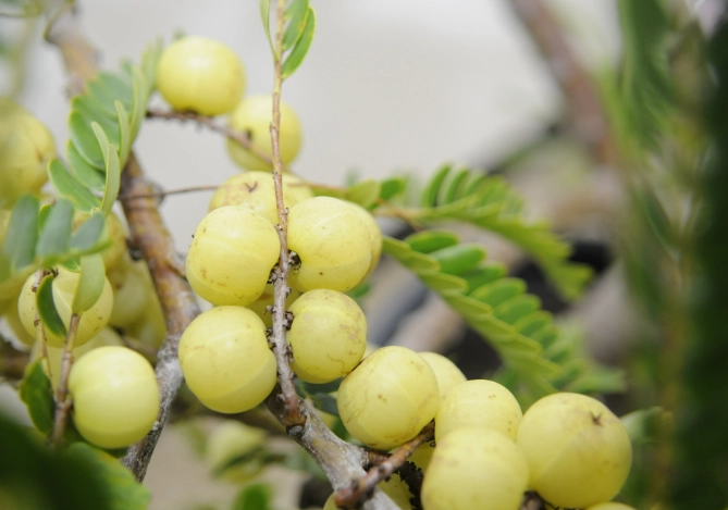 餘甘子怎麼吃？10種實用方法與健康益處完整指南