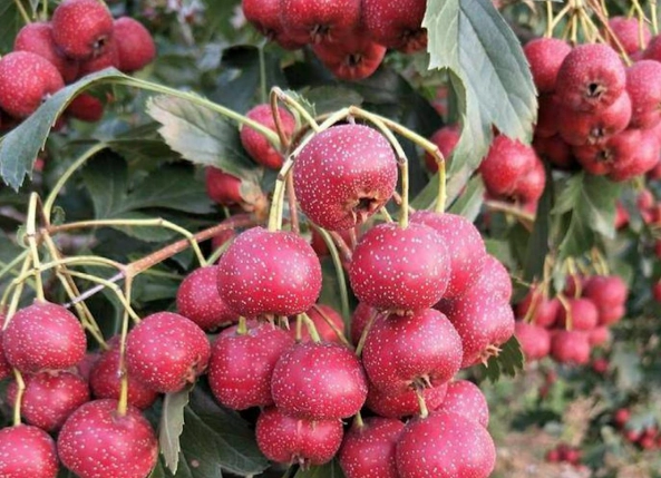 山楂功效與禁忌全解析：養生好處與食用風險一次看懂