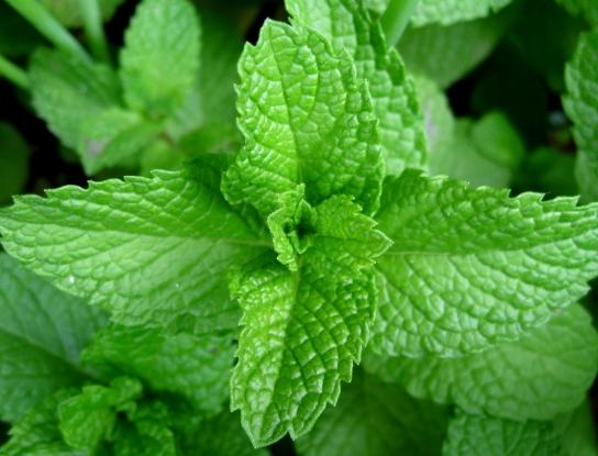什麼人不能吃薄荷？7大禁忌人群與潛在風險完整解析
