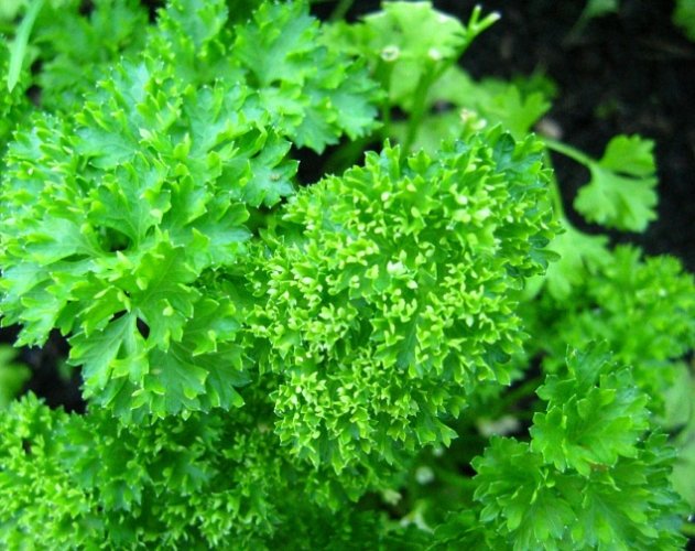 荷蘭芹功效完整解析：從營養價值到健康益處的實用指南