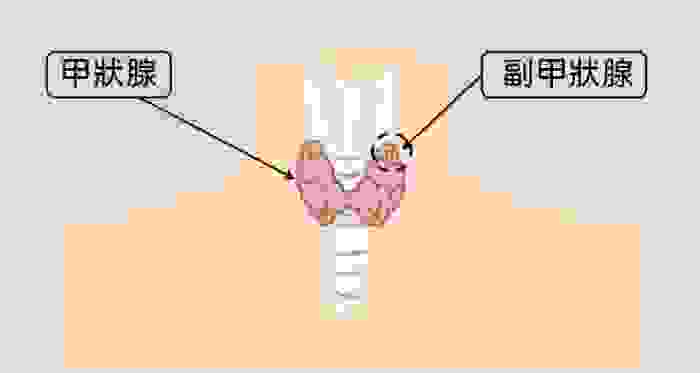 甲狀腺低下會怎樣