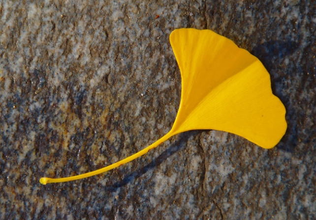 銀杏葉副作用全解析：安全使用指南與風險預防策略