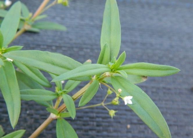 白花蛇舌草皮膚全攻略：功效、用法與常見問題深度解析