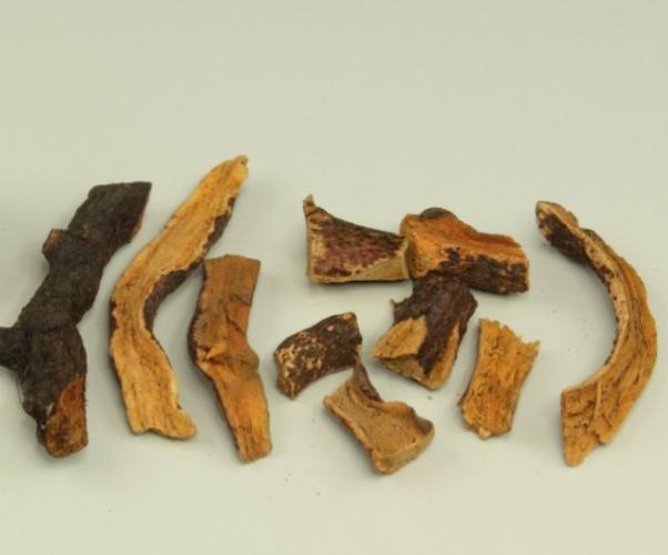 續斷骨碎補全攻略：功效、用法與注意事項深度解析