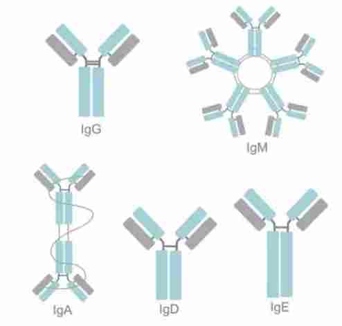 免疫球蛋白功效