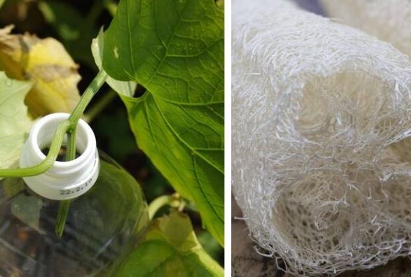 絲瓜水可以喝嗎？專家完整解析內服功效與安全禁忌