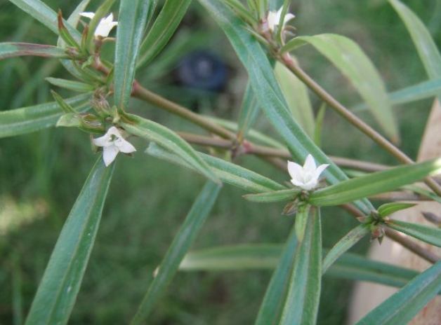 白花蛇舌草煲幾耐？完整時間指南與實用技巧