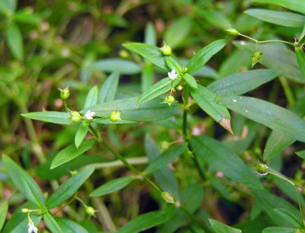 白花蛇舌草禁忌全解析：使用前必看的注意事项與安全指南