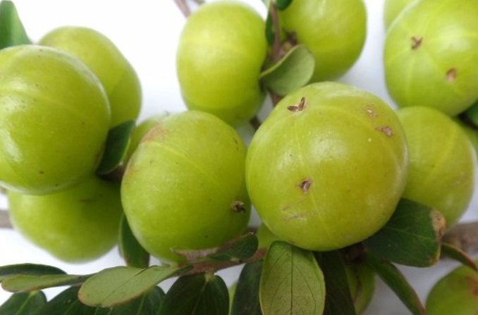 余甘子是什麼？超級水果的完整解析與實用指南