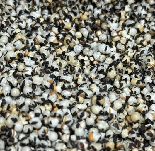 王不留行副作用