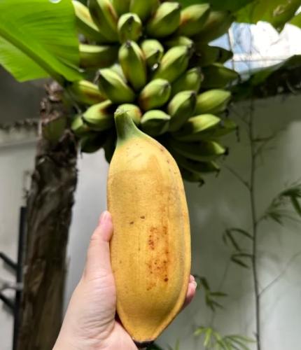 芭蕉一天可以吃幾根？專家建議與健康風險完整解析