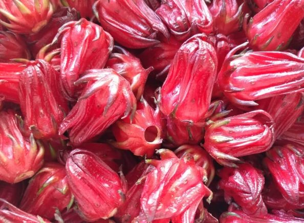 新鮮洛神花全攻略：從選購到食用的完整指南，解決所有疑難雜症