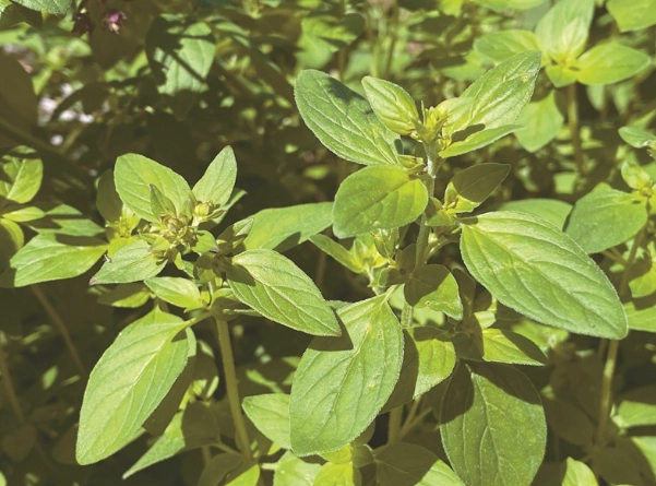 牛至功效完整指南：從抗氧化到抗菌的天然力量