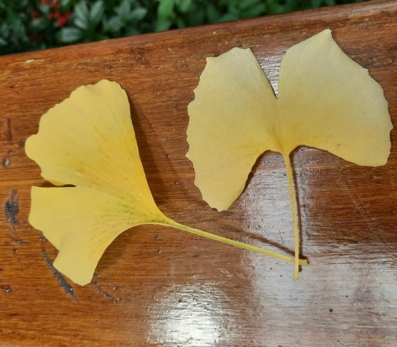 銀杏葉怎麼吃？完整指南：功效、食譜、副作用全解析