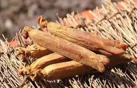 紅參功效與禁忌