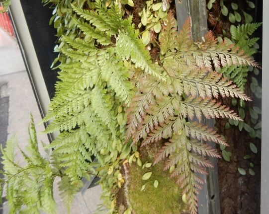 骨碎補副作用全解析：常見風險、安全使用指南與禁忌族群