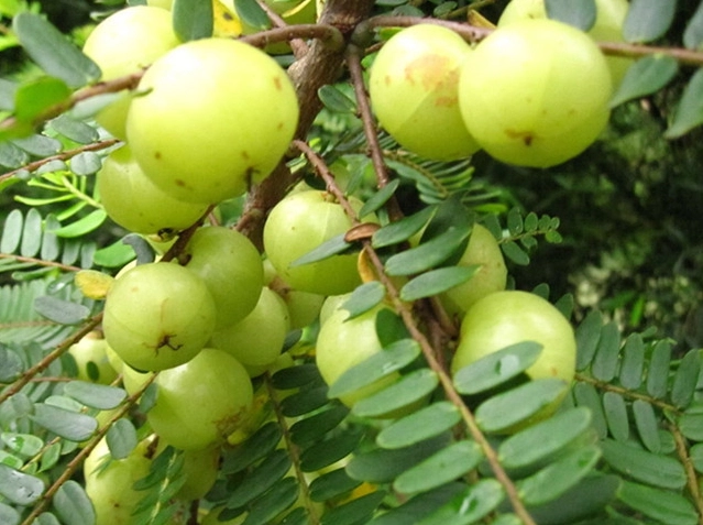 余甘子糖尿病：自然控制血糖的完整指南與實證功效