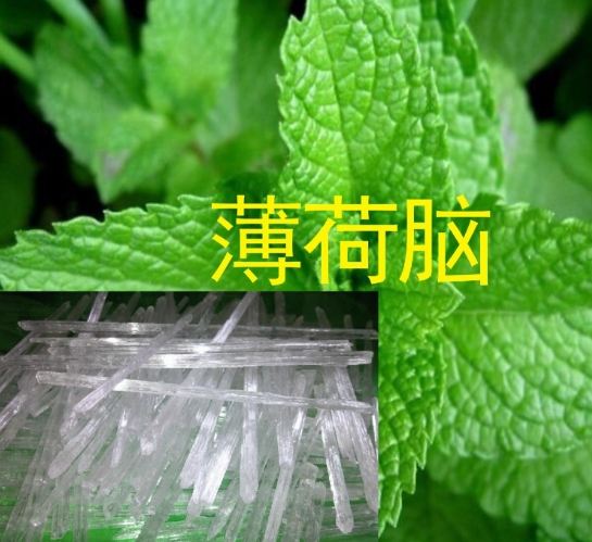 薄荷腦副作用全解析：從輕微不適到嚴重風險，你該知道的真相