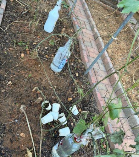 絲瓜水可以當化妝水嗎？完整指南：優缺點、用法與常見問題