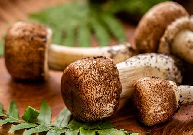 巴西蘑菇副作用全解析：安全食用必知風險與實用指南