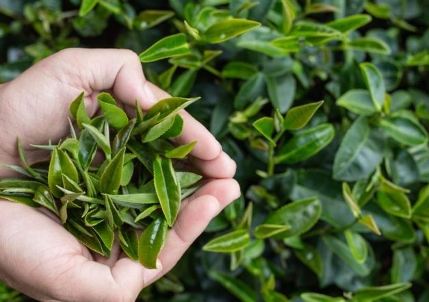 儿茶素的副作用全解析：风险、症状与安全使用指南