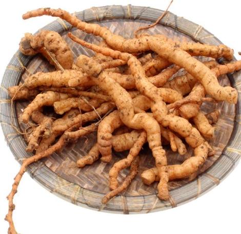 生地黃補腎全攻略：功效、用法與注意事項一次看懂