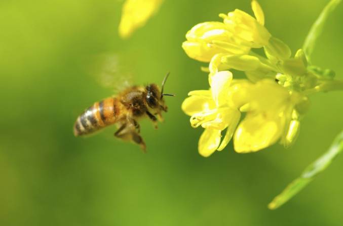 被蜜蜂叮後遺症