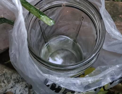 絲瓜水可以放多久？完整保存指南與常見問題解答