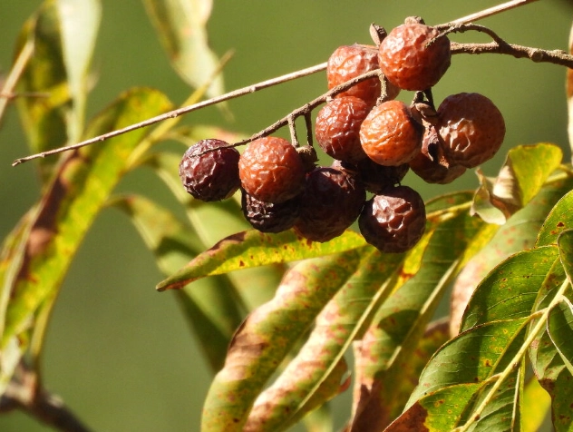 無患子洗臉全攻略：天然潔膚的好處與正確使用技巧