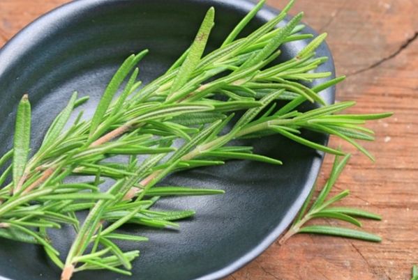 迷迭香的功效