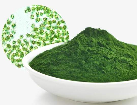 綠藻的功效與禁忌