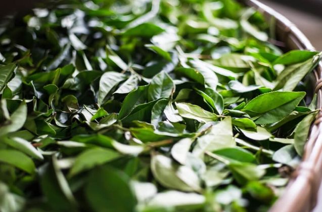 兒茶素減肥真的有效嗎？完整解析科學原理與實用方法