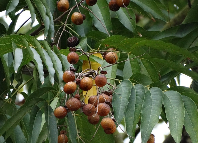 無患子濕疹天然療法全攻略：專家教你有效緩解皮膚問題